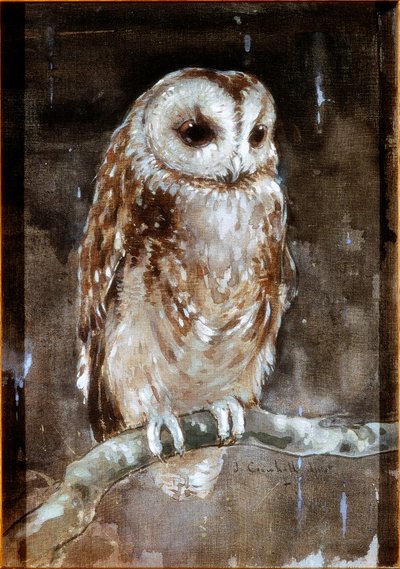 Tawny Owl by Joseph Crawhall